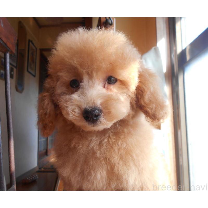 販売中の福岡県のタイニープードル-422846の2枚目